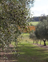 Load image into Gallery viewer, Olive Grove
