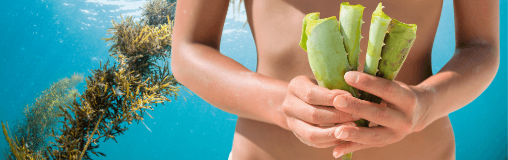 Hydration powers of Aloe Vera & Seaweed Extract - Vasse Virgin