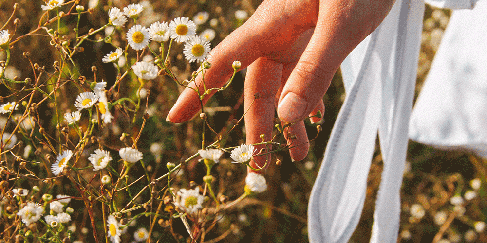 Chamomile and Sensitive Skin - Vasse Virgin