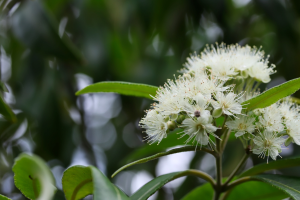 The Allure of Lemon Myrtle