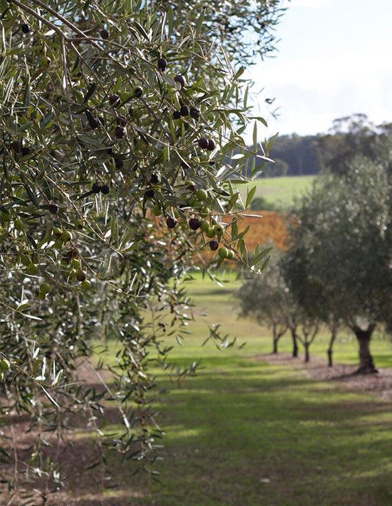 Olive Grove
